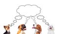 Pensive dogs looking up Royalty Free Stock Photo