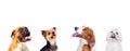 Pensive dogs looking up Royalty Free Stock Photo