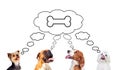 Pensive dogs looking up Royalty Free Stock Photo