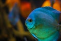 Pensive fish Blue Diamond Discus close-up. Copy space Royalty Free Stock Photo