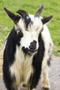 Pensive Goat