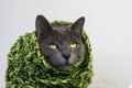 pensive gray cat in a knitted green scarf Royalty Free Stock Photo