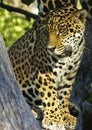 Pensive Jaguar