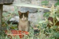 Pensive kitten in the grass