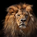 Pensive lion against black background Royalty Free Stock Photo