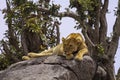 Pensive Lioness in Serengeti National Park