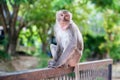 A pensive lonely monkey sits on a fence in the shade of a tree. The concept of animals in the zoo. Royalty Free Stock Photo