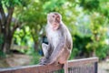 A pensive lonely monkey sits on a fence in the shade of a tree. The concept of animals in the zoo. Royalty Free Stock Photo