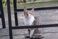 a pensive-looking kitten stared blankly under the table Royalty Free Stock Photo