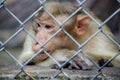 Pensive monkey close-up in a zoo cage Royalty Free Stock Photo