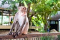 Pensive monkey sits on a tree branch In nature Royalty Free Stock Photo