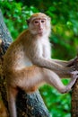 Pensive monkey sits on a tree branch Royalty Free Stock Photo