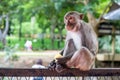 Pensive monkey sits on a tree branch In nature Royalty Free Stock Photo