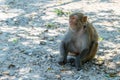 Pensive monkey sitting on the ground at the zoo Royalty Free Stock Photo