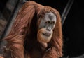 Pensive Orangutan