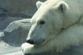 Pensive Polar Bear Royalty Free Stock Photo