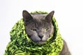 pensive serious gray cat in a knitted green scarf Royalty Free Stock Photo