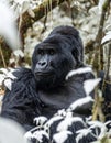 Pensive Silverback Gorilla in the Jungle Royalty Free Stock Photo