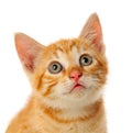 Pensive small red cat looking up Royalty Free Stock Photo