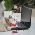 Pensive smart cat in a red bow tie near a laptop and a computer mouse sitting, home office. Remote work, freelance