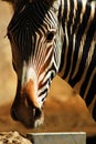 A pensive zebra stares across the plains