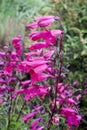 Penstemon `Andenken an Friedrich Hahn` Penstemon campanulatus `Garnet`