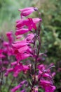 Penstemon `Andenken an Friedrich Hahn` Penstemon campanulatus `Garnet`