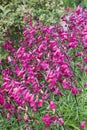 Penstemon `Andenken an Friedrich Hahn` Penstemon campanulatus `Garnet`