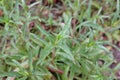 Penstemon barbatus Royalty Free Stock Photo