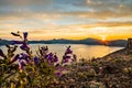 Penstemon Blow In The Wind At Sunset On Skell Head High Above Crater Lake