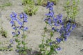 Penstemon with blue flowers