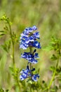 Penstemon Cyananthus Royalty Free Stock Photo