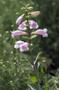 Penstemon grandiflorus perennial pink purple flowers, beautiful flowering plant