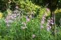 Pink, red and white Penstemon `MacPenny`s Pink` Royalty Free Stock Photo