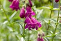 Penstemon mexicali cultivar red rocks flowers, purple ornamental bell flowering small plant Royalty Free Stock Photo