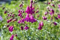 Penstemon mexicali cultivar red rocks flowers, purple ornamental bell flowering small plant