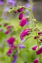 Penstemon mexicali cultivar red rocks flowers, purple ornamental bell flowering small plant Royalty Free Stock Photo