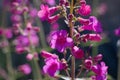 Penstemon Parryi Royalty Free Stock Photo