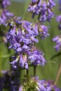 Penstemon Procerus var procerus Royalty Free Stock Photo