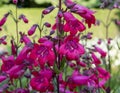 Close up of crimson red Penstemon `Schoenholzeri` Penstemon `Firebird beard-tongue in English cottage garden. Royalty Free Stock Photo