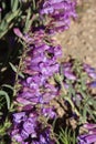 Penstemon Speciosus Bloom - San Emigdio Mtns - 071123