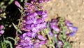 Penstemon Speciosus Bloom - San Emigdio Mtns - 071123