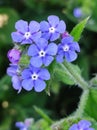 Pentaglottis flowers blue green Royalty Free Stock Photo