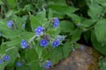 Pentaglottis sempervirens or green alkanet or evergreen bugloss plant