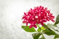 Pentas or Egyptian Star Cluster Royalty Free Stock Photo