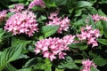 Pentas evergreen shrub