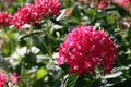 Pentas evergreen shrub