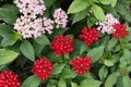 Pentas flowers