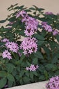 Pentas lanceolata in bloom