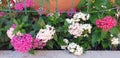 Pentas lanceolata or centaurium erythraea bushes with red flowers. Royalty Free Stock Photo